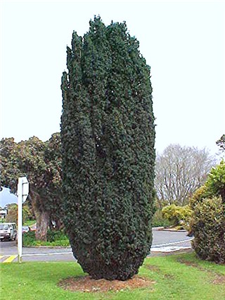 taxus baccata re-creation
